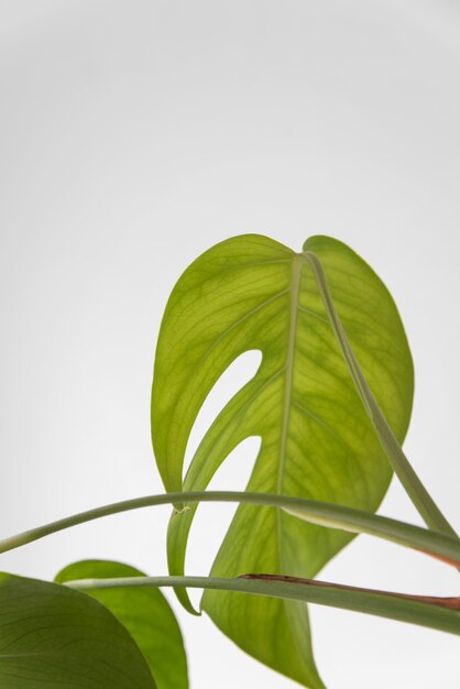 Assortimento minimo di foglie tropicali