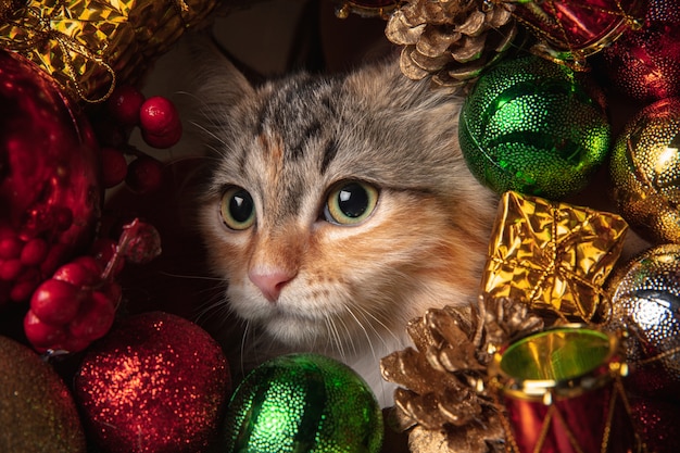 Atmosfera invernale. Bellissimo gattino di gatto siberiano seduto sul divano nella decorazione del nuovo anno.