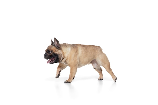 Attento. Il giovane bulldog francese sta proponendo. Il cagnolino o l'animale domestico sveglio sta giocando, correndo e guardando felice isolato su priorità bassa bianca. Servizio fotografico in studio. Concetto di movimento, movimento, azione. Copyspace.