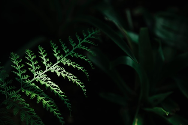Attraente foglia verde su sfondo scuro