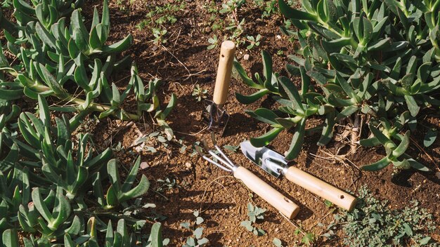 Attrezzi da giardinaggio vicino alle piante