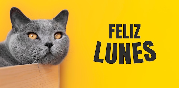 Foto gratuito auguro un buon lunedì in spagnolo