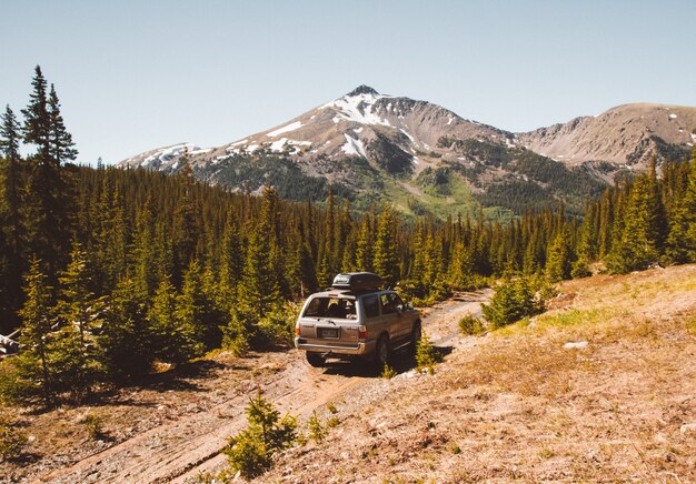 Auto guida su un sentiero nel mezzo di alberi con montagna e un cielo limpido