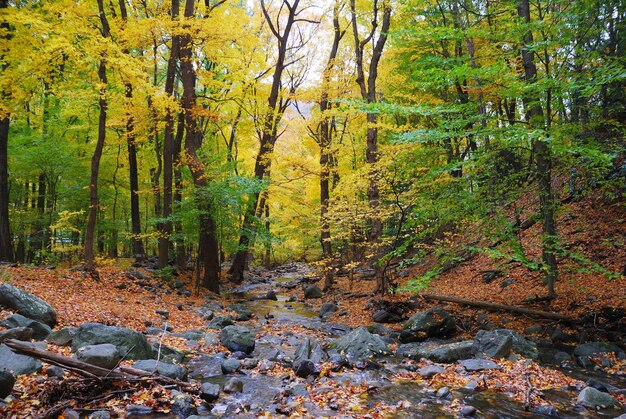 autunno, boschi