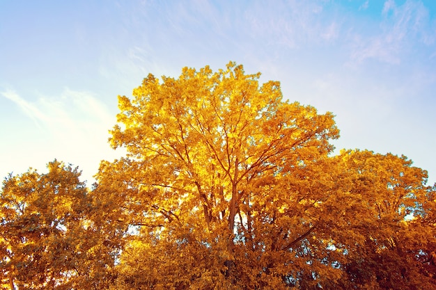 Autunno nella foresta.