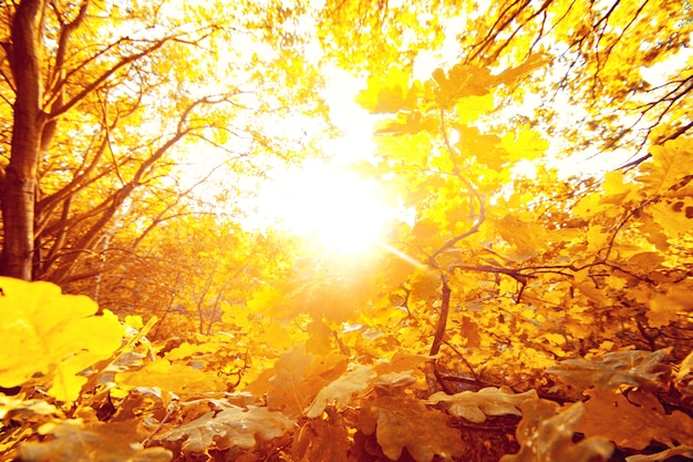 Autunno nella foresta.