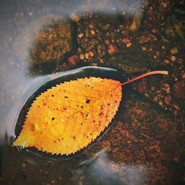 Autunno. Una bella foglia colorata nel torrente. Naturale sfondo colorato stagionale