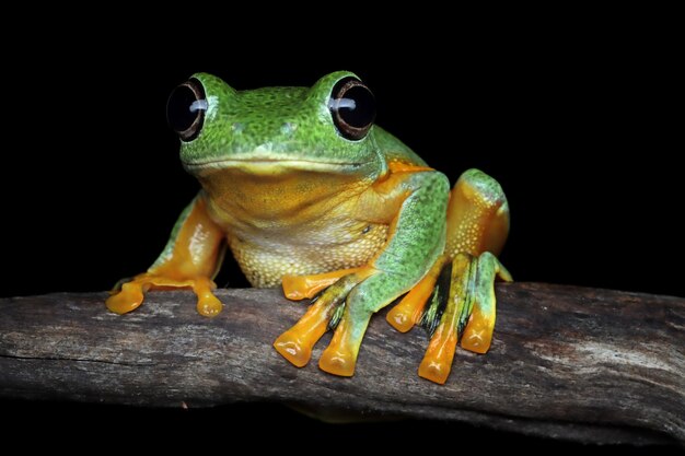 avan albero rana immagine del primo piano rhacophorus reinwartii sul ramo