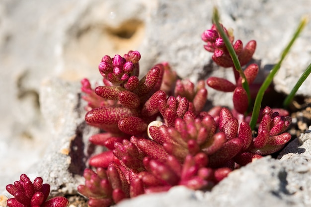 Azure Stonecrop arbusto rosso, Sedum caeruleum che cresce in una piccola macchia di terreno in una fessura.