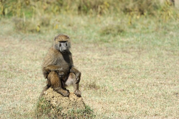 Babbuino nel parco nazionale del Kenya, Africa