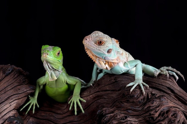 Baby Blue e verde Iguana closeup su legno Blue Iguana Grand Cayman Blue Iguana