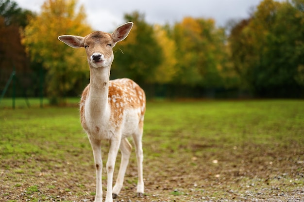 Baby cervo nella valle e alberi sullo sfondo