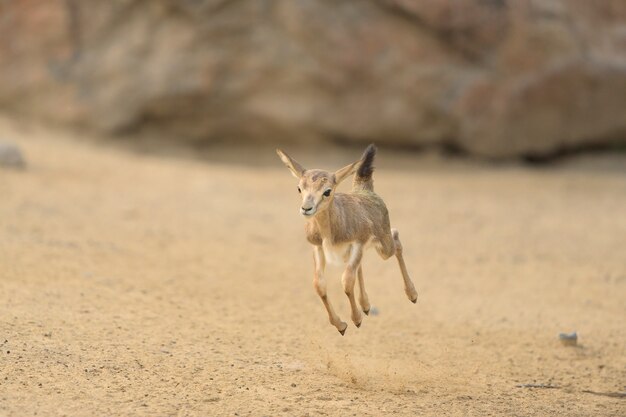 Baby cervo saltellando