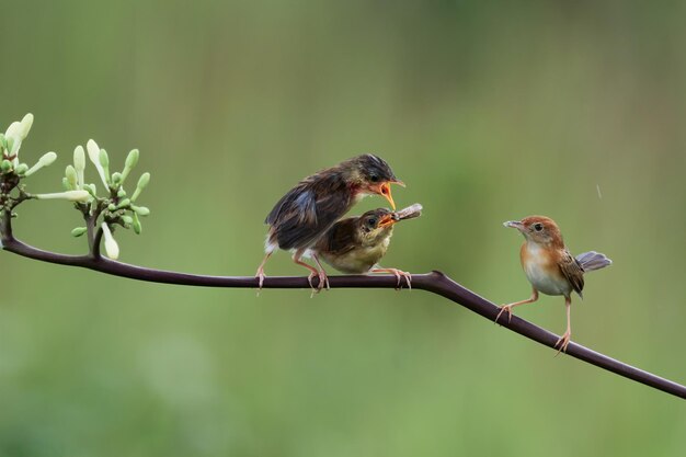 Baby Cisticola juncidis uccello in attesa di cibo da sua madre Cisticola juncidis uccello sul ramo