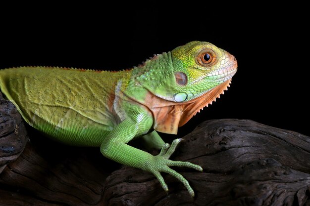 Baby iguana rossa primo piano testa su legno Bella iguana rossa su legno con sfondo nero animale closeup