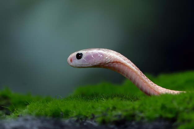 Baby Naja sputrix serpente sul muschio in una posizione pronta ad attaccare Baby Naja sputrix serpente primo piano Naja serpente