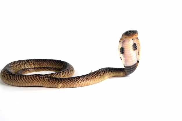 Baby Naja Sumatrana miolepis serpente su sfondo bianco in una posizione pronta ad attaccare Baby Naja Sumatrana primo piano