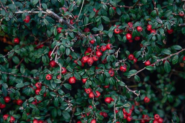 Bacche rosse di sfondo naturale tra il fogliame della foresta su un cespuglio