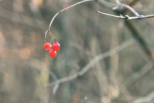 Bacche rosse per uccelli su un ramo di un albero.