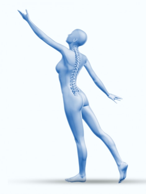 Backbone anatomia