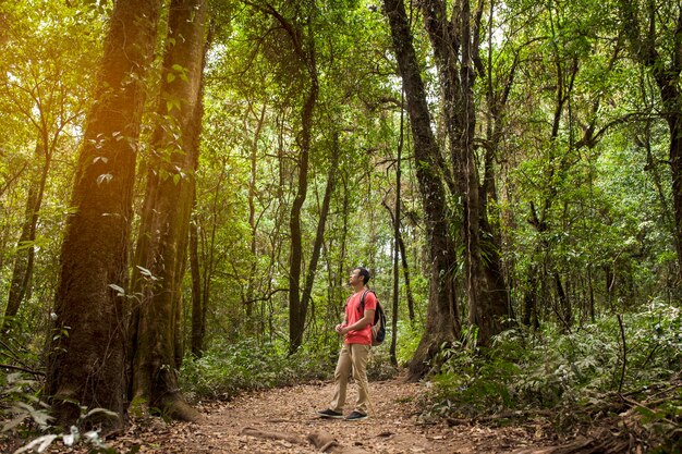 Backpacker ammirando foresta