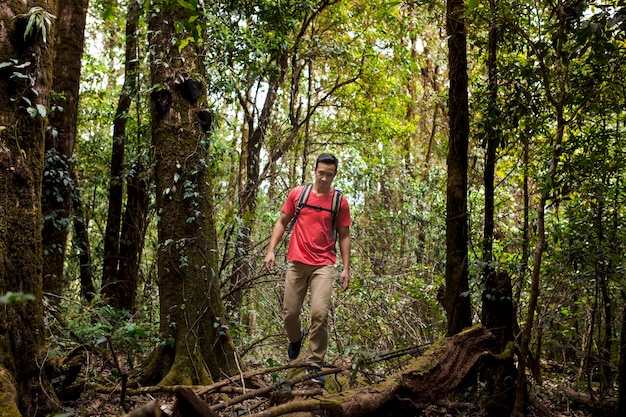 Backpacker cammina attraverso la foresta