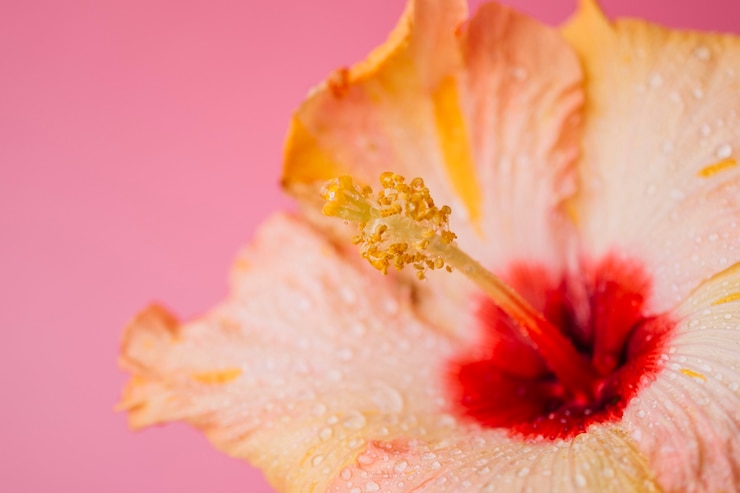 Foto gratuito bagnare il fiore sul rosa