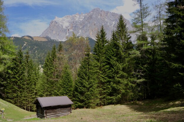 Baita in legno in un terreno verde circondato da bellissimi alberi verdi e alte montagne rocciose