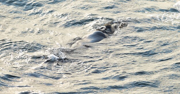 Balena franca australe che riposa in superficie del mare, a Hermanus, in Sudafrica