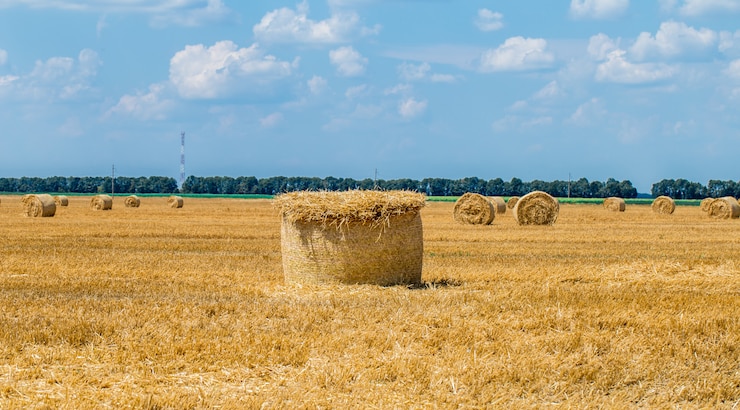 Foto gratuito balle di fieno sul campo dopo il raccolto.