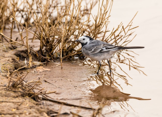 Ballerina bianca (Motacilla alba) un piccolo uccello passeriforme della famiglia ballerina Motacillidae