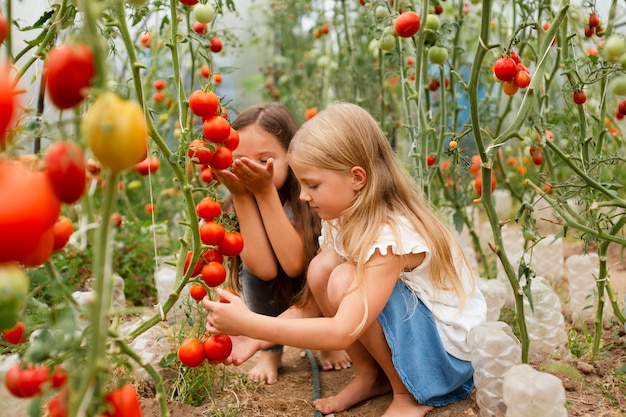 Bambini a tutto campo che raccolgono pomodori