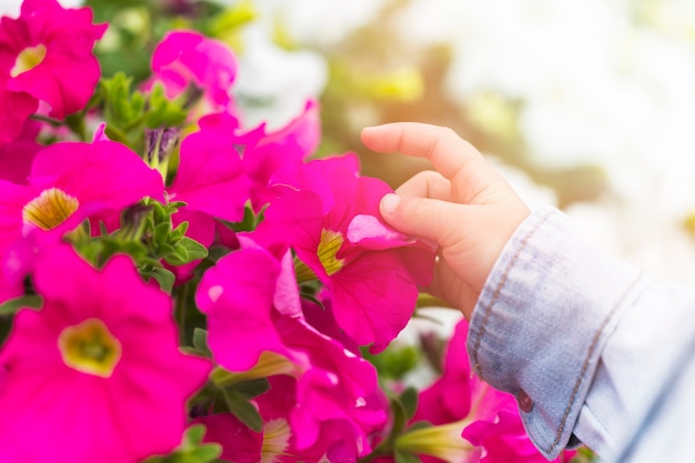 Bambino che tocca petali di fiori rosa