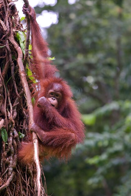 Bambino dell'orangutan che gioca nell'albero