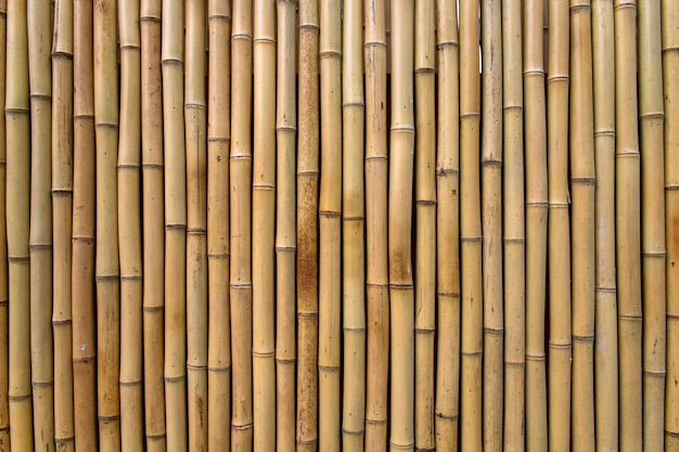 Bamboo texture