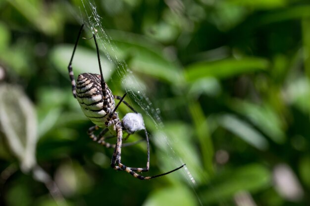 Banded Argiope Spider (Argiope trifasciata) sul suo web in procinto di mangiare la sua preda, un pasto di mosca