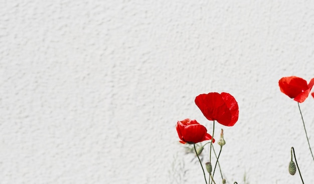 Banner o cartolina per il design papaveri in fiore che sbocciano fiori rossi su uno sfondo di parete chiara bellissimi fiori primaverili spazio di messa a fuoco morbida per il testo