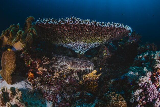 Barriera corallina con corallo ramificato e coloratissimi pesci tropicali