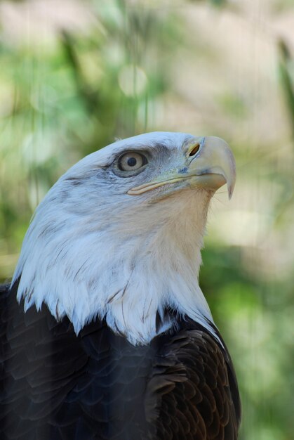 Becco adunco su un'aquila calva americana allo stato brado