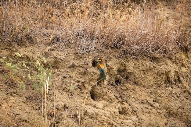 Beeeater europeo nel magnifico habitat dei campi di vino della Moravia meridionale Mangiatori di api uccelli che nidificano e nutrono la fauna selvatica della Repubblica Ceca