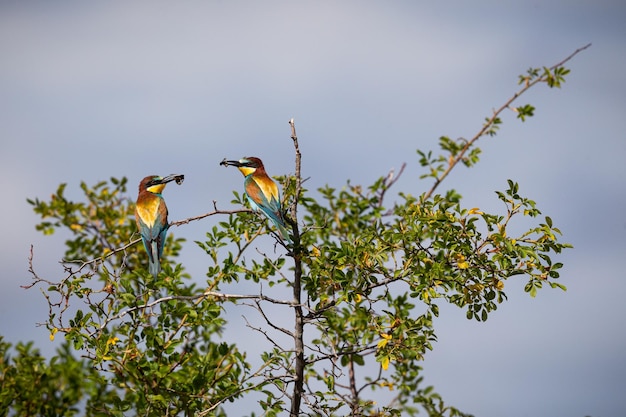 Beeeater europeo nel magnifico habitat dei campi di vino della Moravia meridionale Mangiatori di api uccelli che nidificano e nutrono la fauna selvatica della Repubblica Ceca