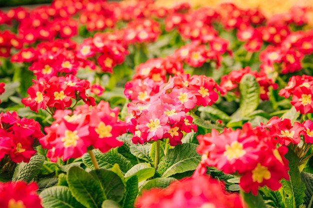 Bei cespugli del fiore rosso e giallo nella stagione primaverile