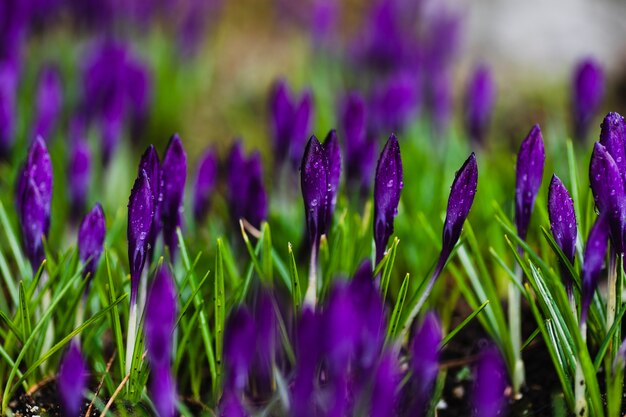 Bei fiori in giardino