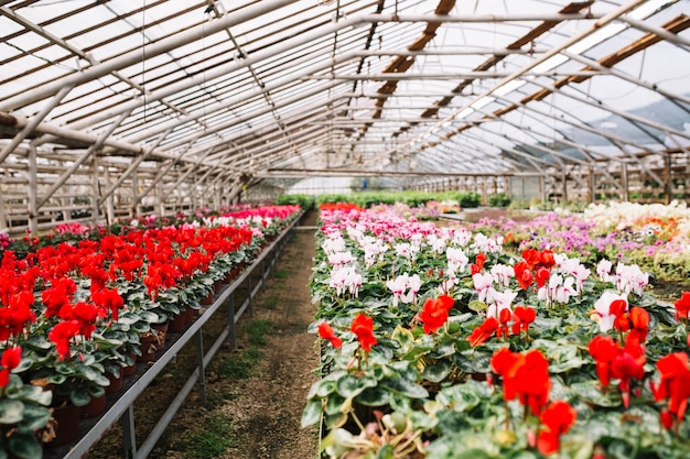 Bei fiori rosa e rossi che crescono in serra