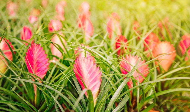 Bei fiori rossi di bromeliacea di vriesea nella scuola materna del giardino