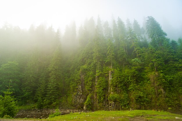 Bei pini e fiume verdi sulle montagne carpatiche in Ucraina