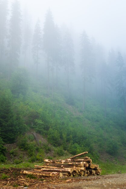 Bei pini verdi in nebbia sulle montagne carpatiche in Ucraina.