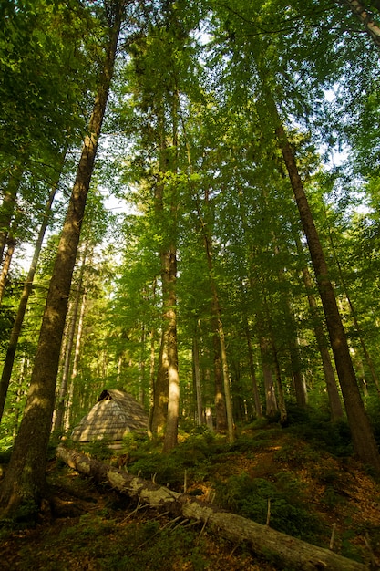 Bei pini verdi sulle montagne carpatiche in Ucraina