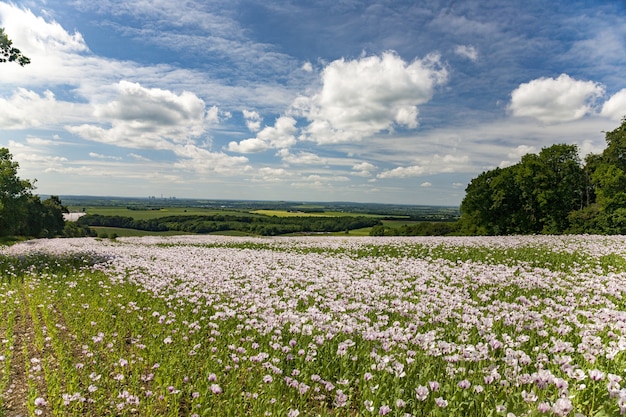 Bel campo di papaveri rosa sotto il cielo nuvoloso