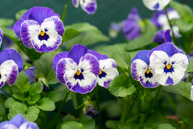 Bel colpo di fiori bianchi e viola nel parco in una giornata di sole